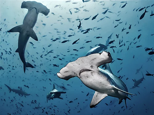 shark-partner-organizations.jpg