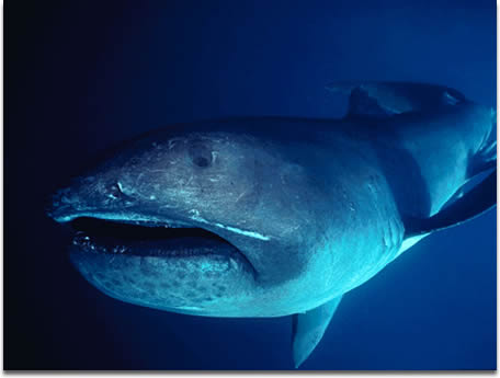 Megamouth Shark