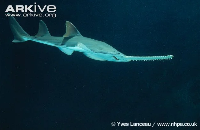 Pristis microdon