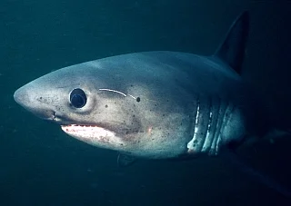 salmonshark