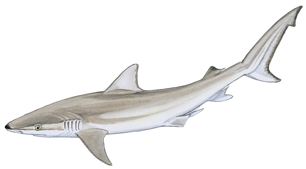 intercambiar barco Psiquiatría Blacknose shark - Carcharhinus acronotus — Shark Research Institute