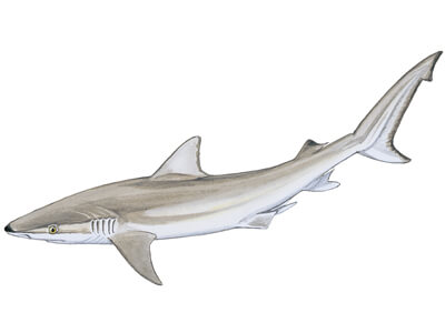 Blacknose shark