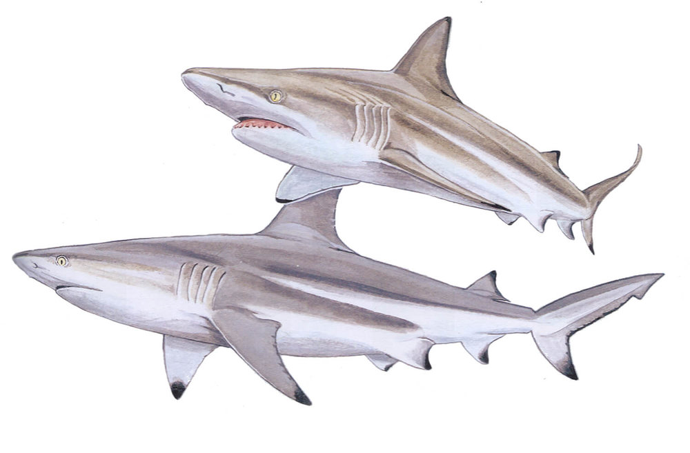 Perú curva carne Blacktip shark - Carcharhinus limbatus — Shark Research Institute