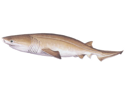 Bluntnose sixgill shark