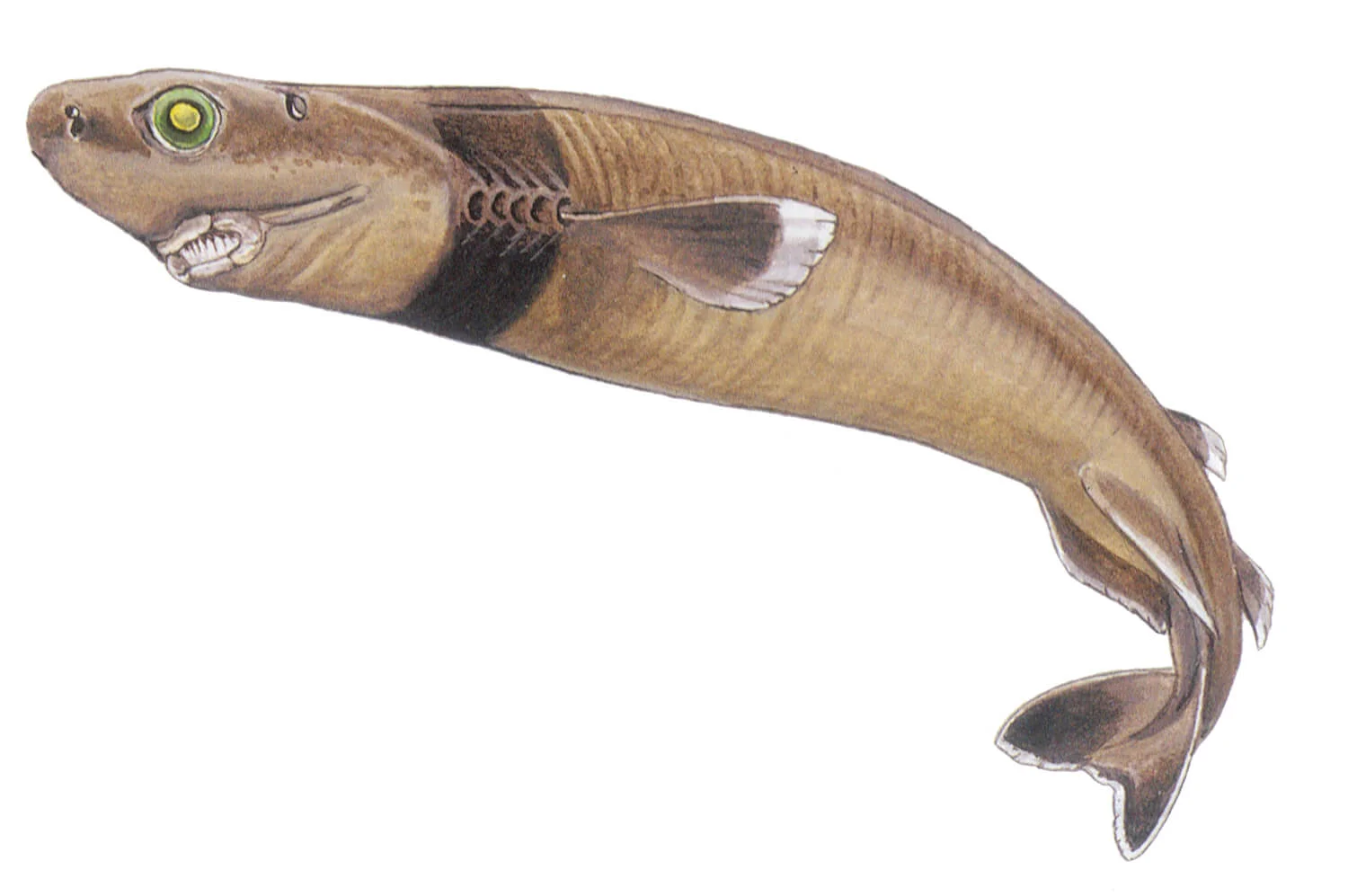 cookiecutter-shark-isistius-brasiliensis-shark-research-institute