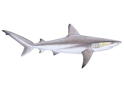 Dusky shark