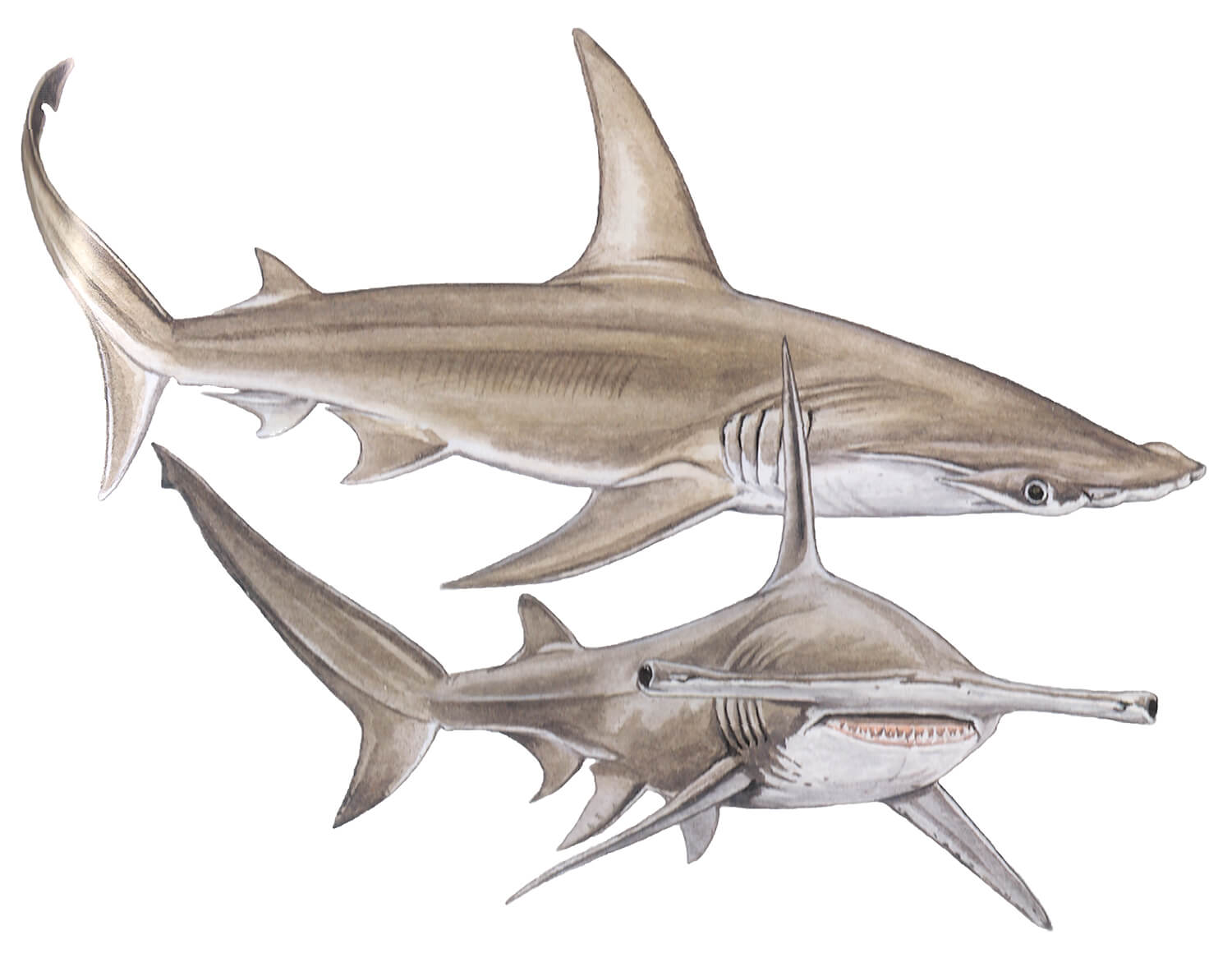 Great hammerhead shark - Sphyrna mokarran — Shark Research Institute