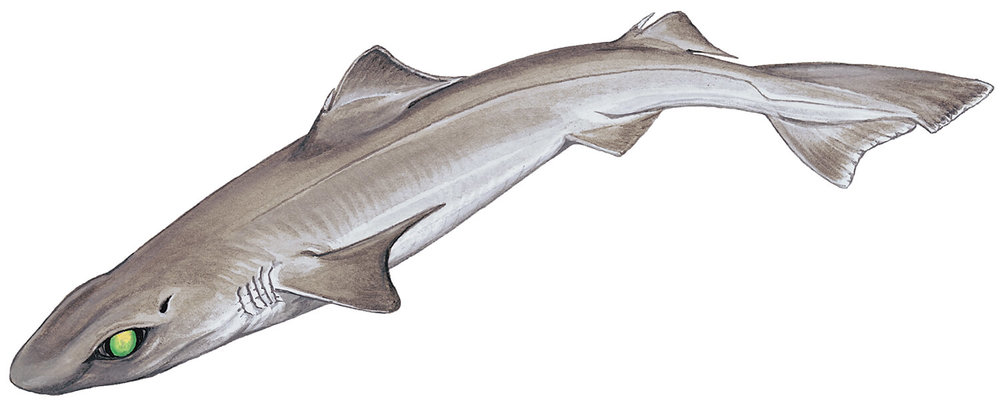 gulper-shark-centrophorus-granulosus.jpg
