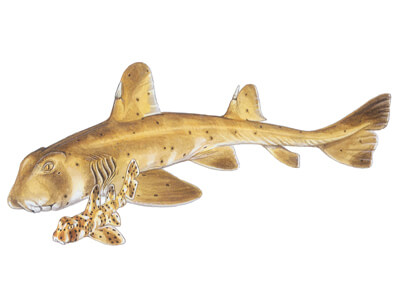 Horn shark