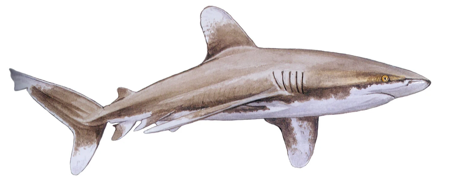 White Tip Sharks Encounter With An Oceanic Whitetip Shark Underwater