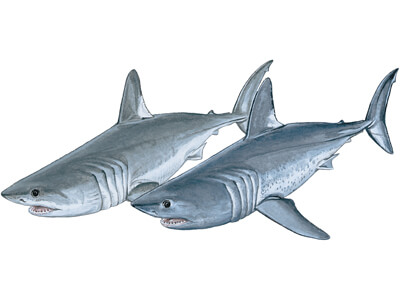 Porbeagle shark