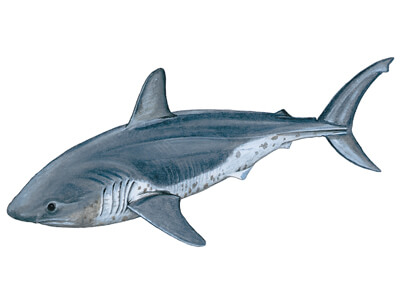 Salmon shark