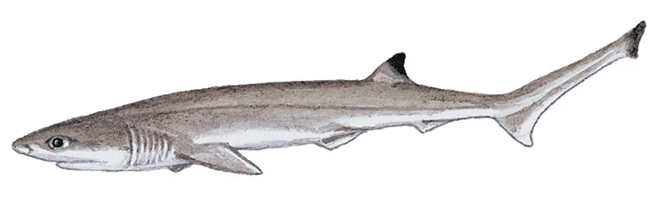 Sharpnose sevengill shark, juvenile