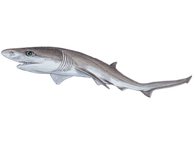 Sharpnose sevengill shark