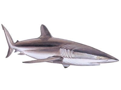 Silky shark