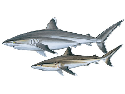 Silvertip shark