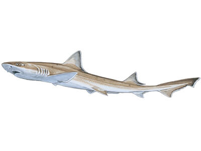 Smoothhound