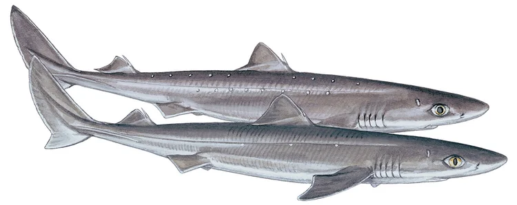 spiny-dogfish-squalus-acanthias-shark-research-institute