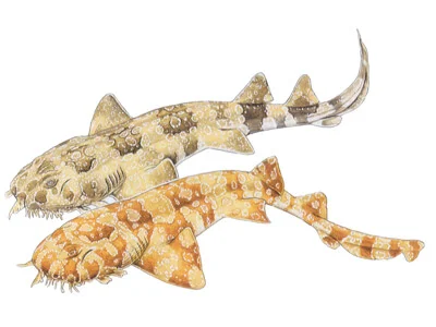 wobbegong shark toy