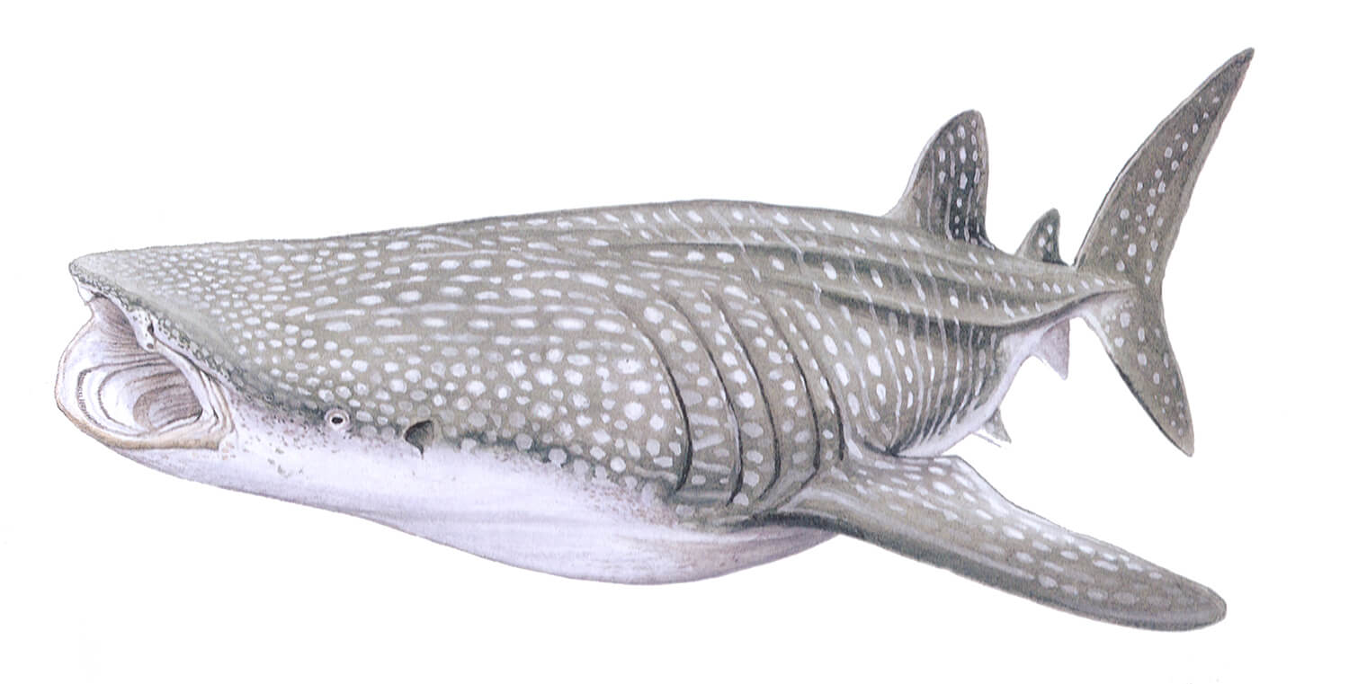 Whale shark - Rhincodon typus — Shark Research Institute