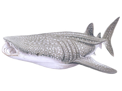 Whale shark