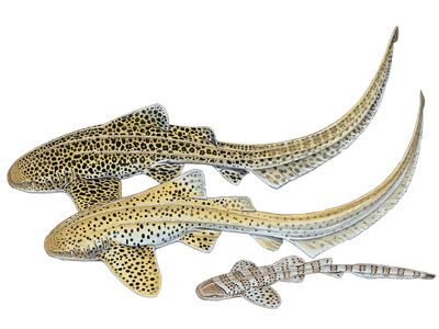 Zebra shark