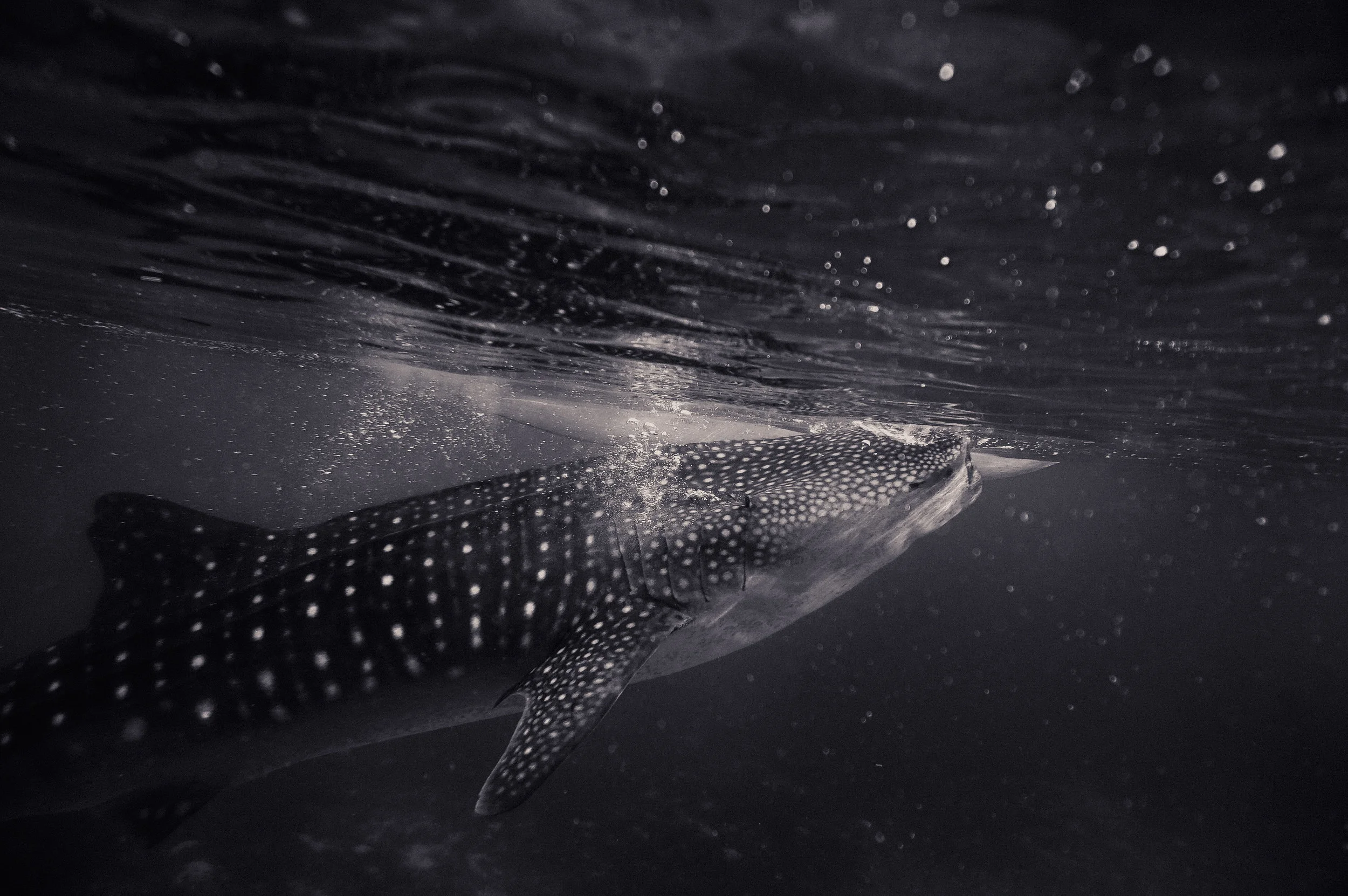 Djibouti Whale Shark Expedition Updates