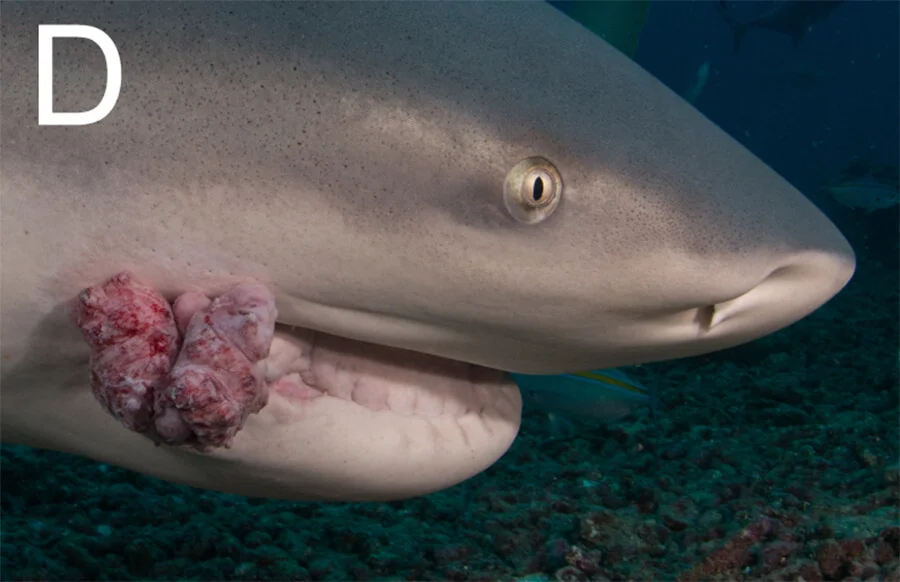 Long-term Observation of Cancer in a Shark