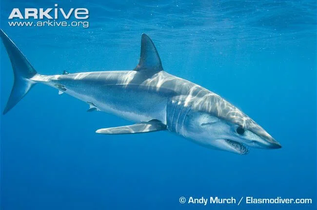 Fisheries Harvest of Shortfin Mako Sharks