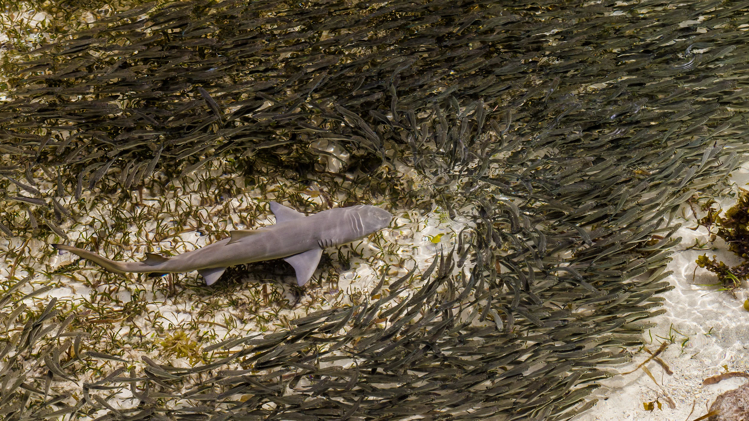 A huge victory for sharks at CoP17!