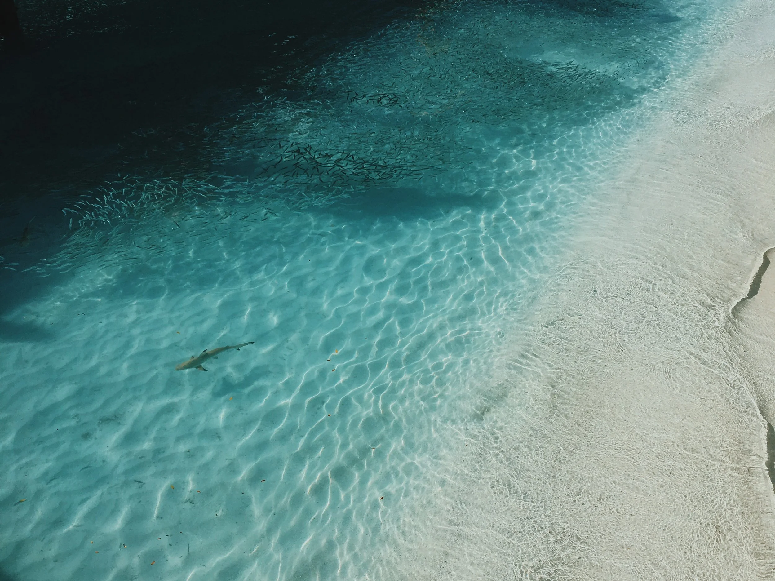 SHARKS AND RAYS RECEIVE CITES APPENDIX II PROTECTION!