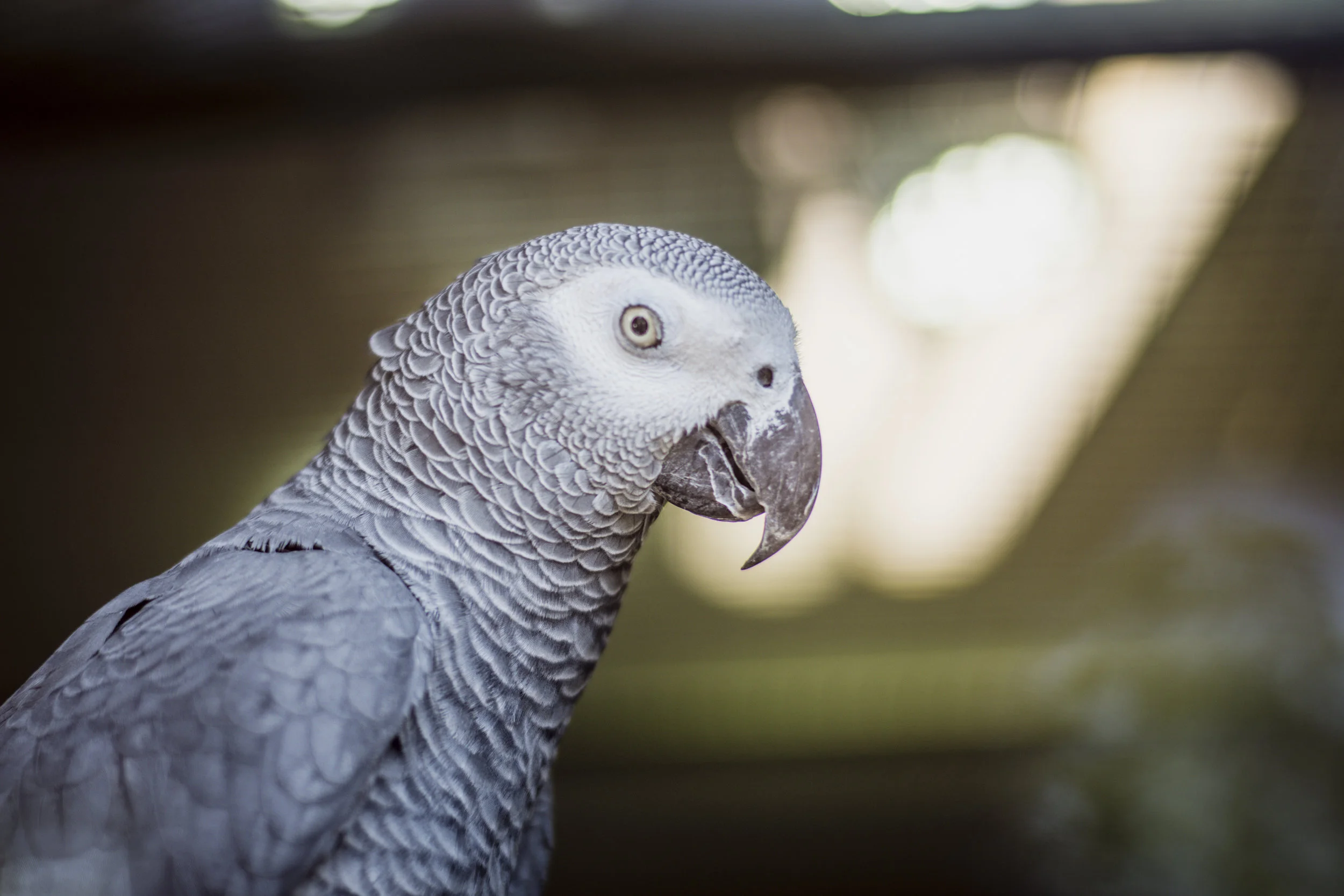 AFRICAN GREY PARROTS PASS!