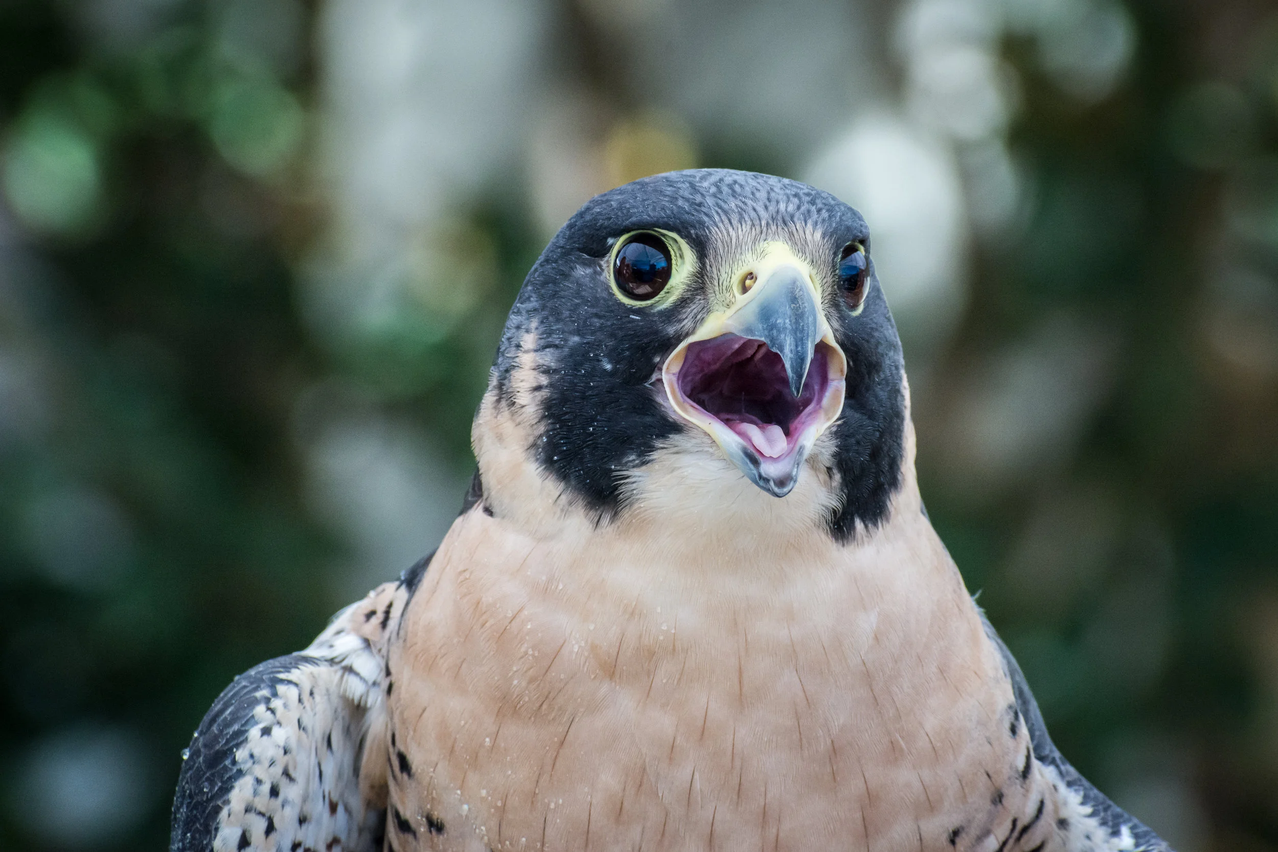 Peregrine Falcon Downlisting Fails!