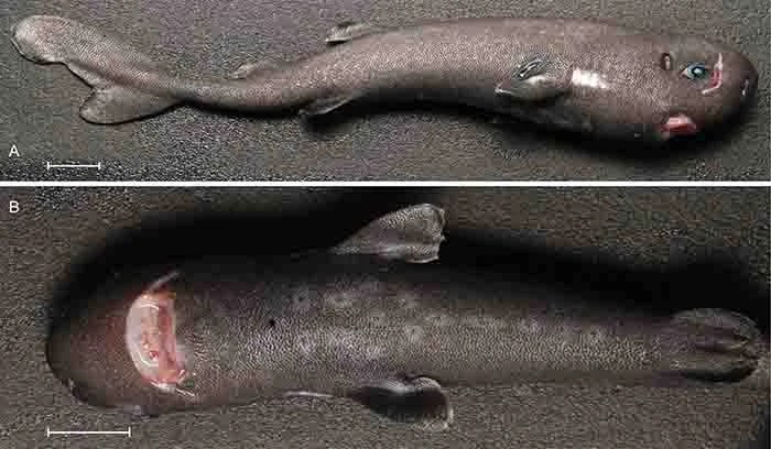 Is that a shark in your pocket…?