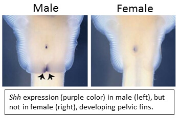 How to Make a Boy Shark