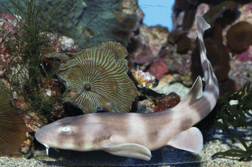 Long-Term Sperm Storage in Bamboo Sharks