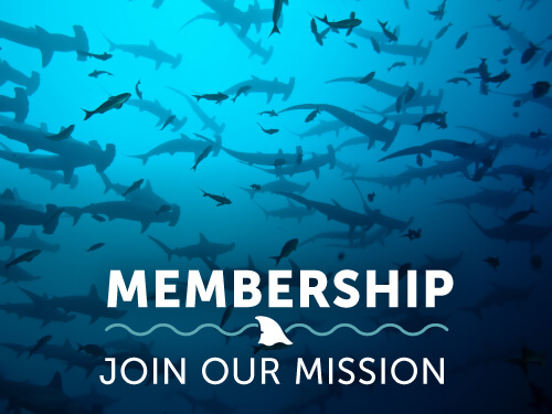 join-shark-research-institute.jpg