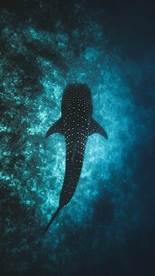 shark-endowment-fund.jpg