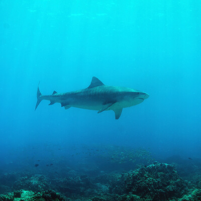 Hawaii Tiger Shark Research