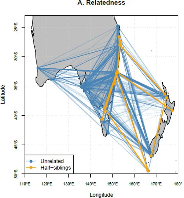 Counting Adults by Studying Offspring