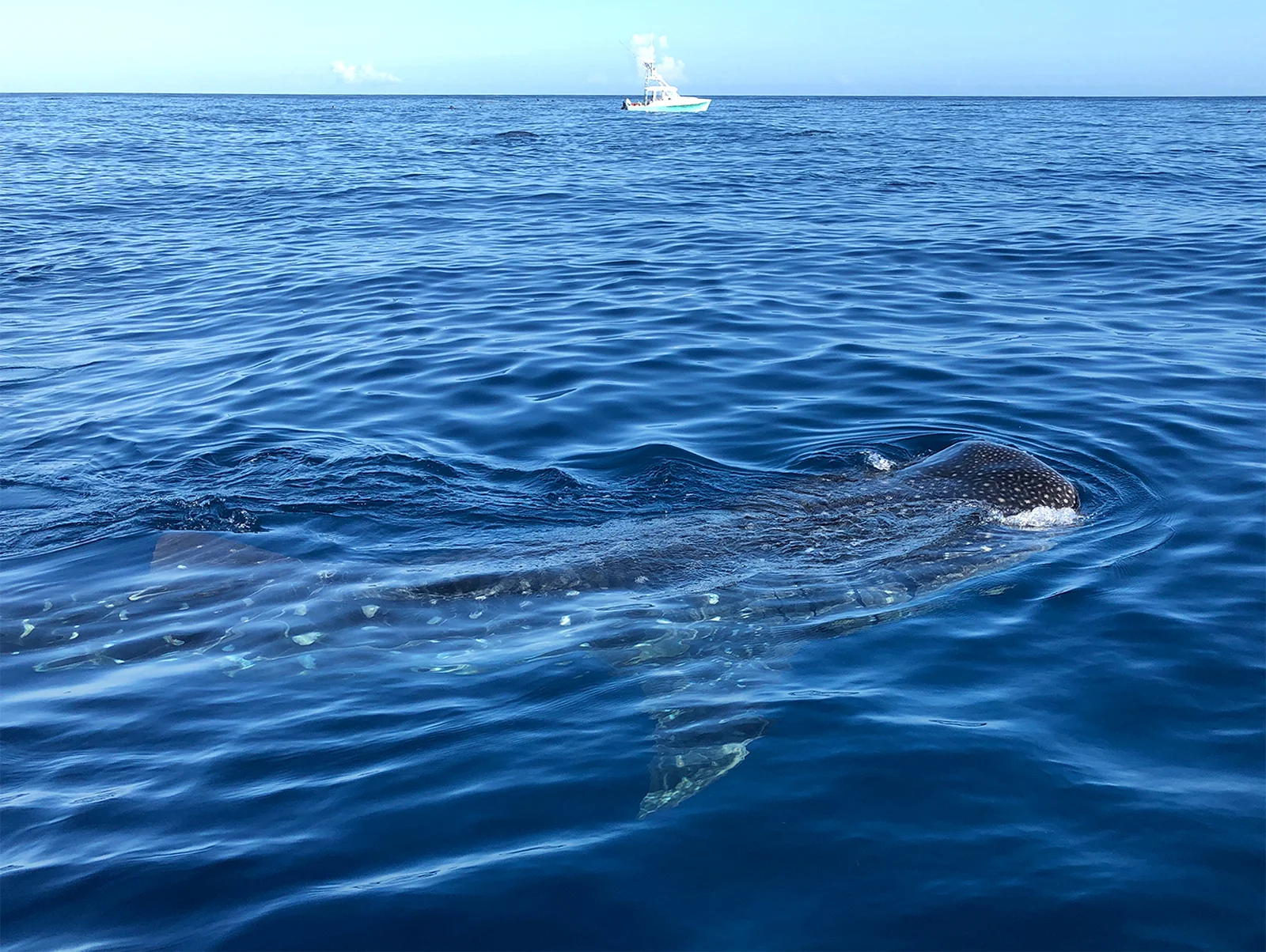 Update from the Field -- Afuera Whale Shark Expeditions