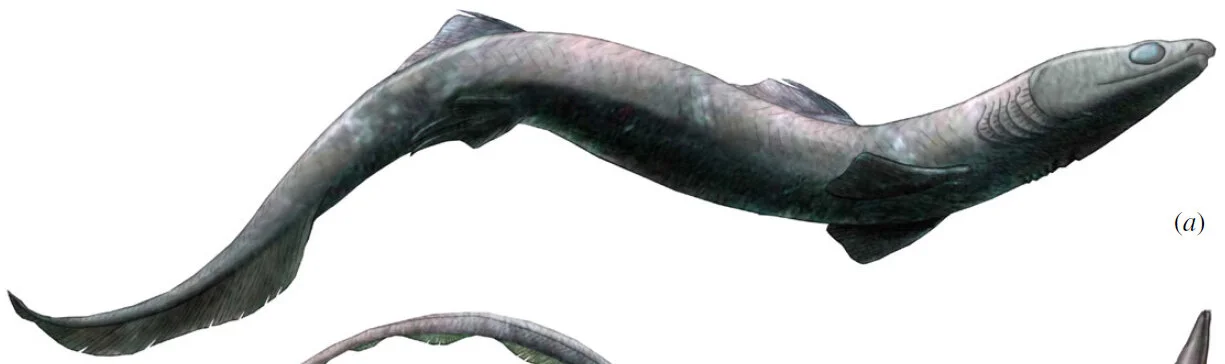 Reconstruction of the likely appearance of the extinct shark Phoebodus saidselachus . (Image from Frey et al.)