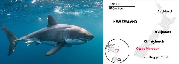 White Shark Mating : New Zealand — Shark Research Institute
