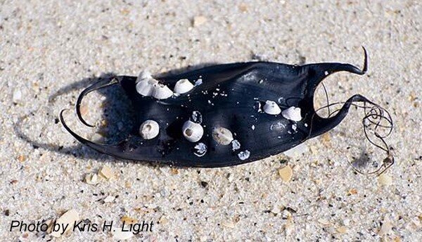 ELMO - South African Elasmobranch Monitoring - Welcome to the next  instalment of our mermaid's purse ID series! This week we are looking at  the endangered twineye skate (Raja ocellifera). These skates
