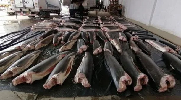 Peru Seizes Shark Meat that Arrived from Ecuador