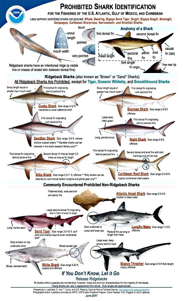 Shark Fishing Regs Are Enforced — Shark Research Institute