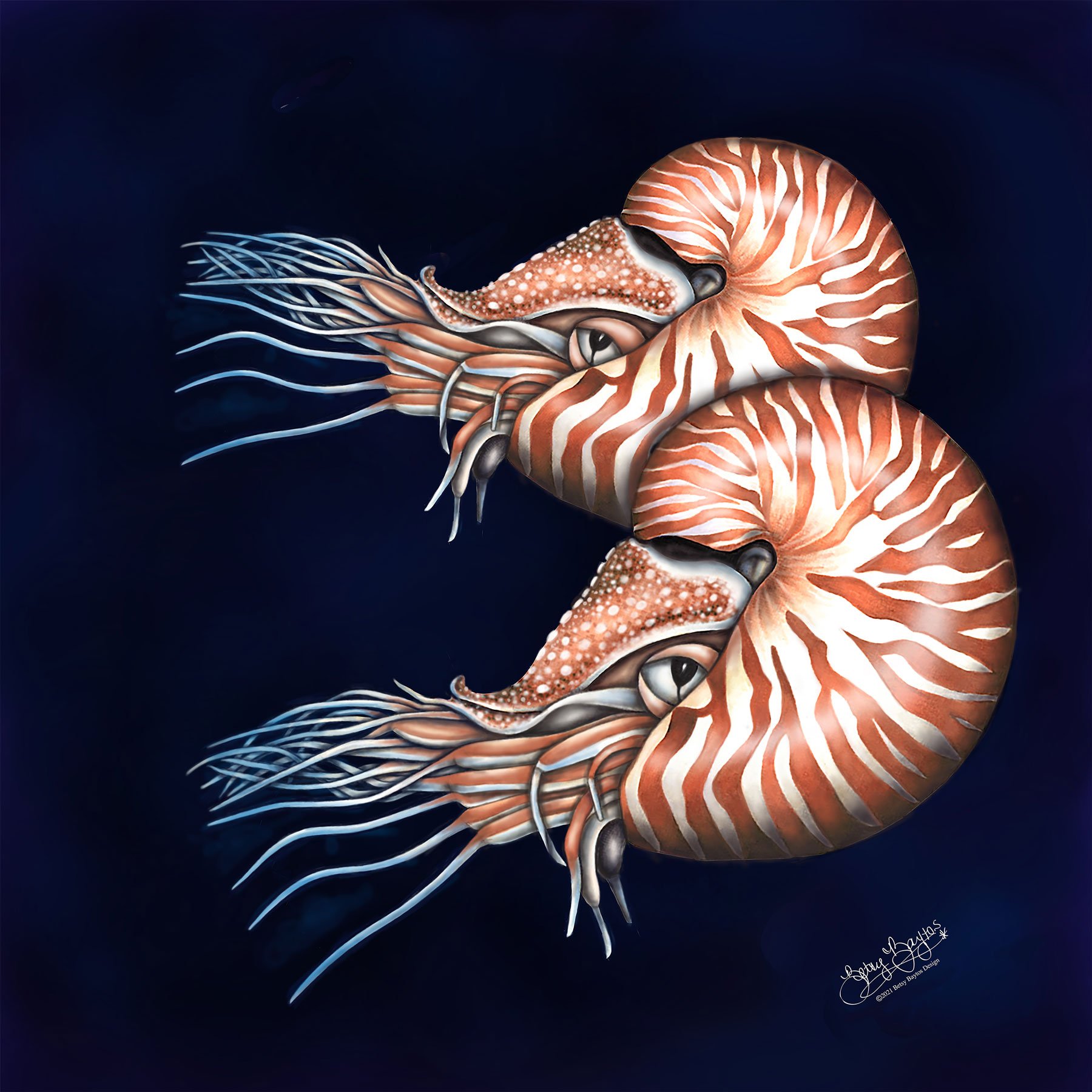 Nautilus