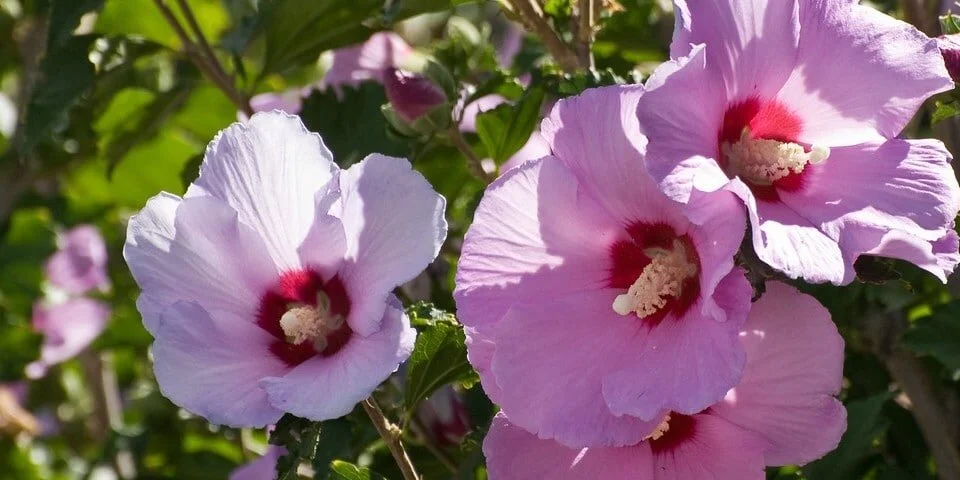 "You know, like how Jesus smells."