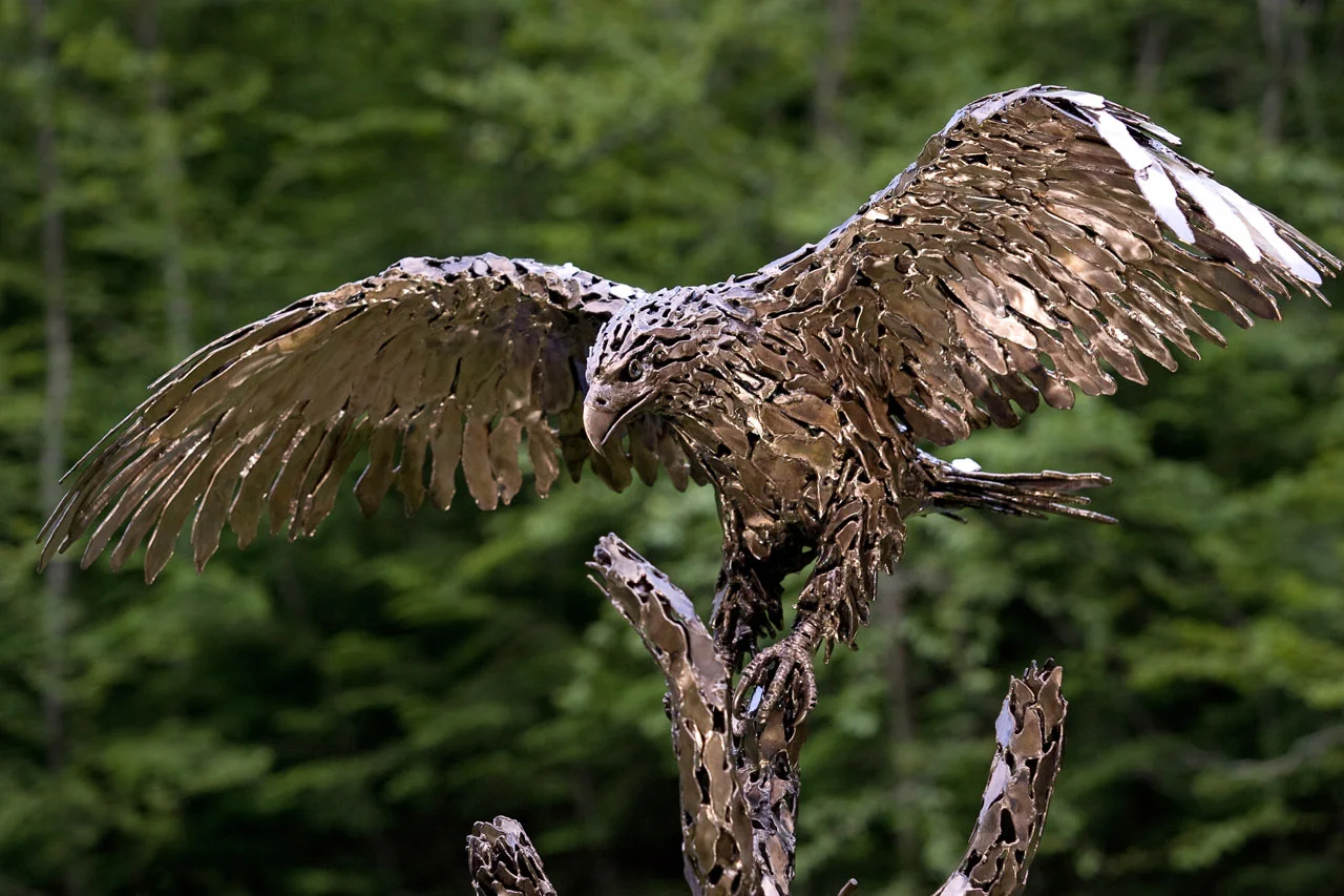 American Bald Eagle