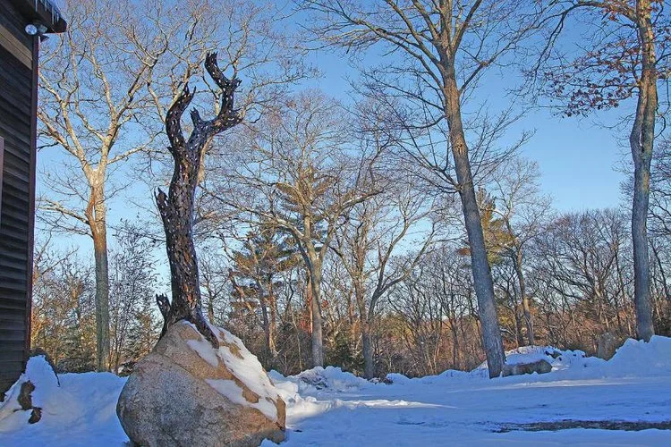 Tree.jpg
